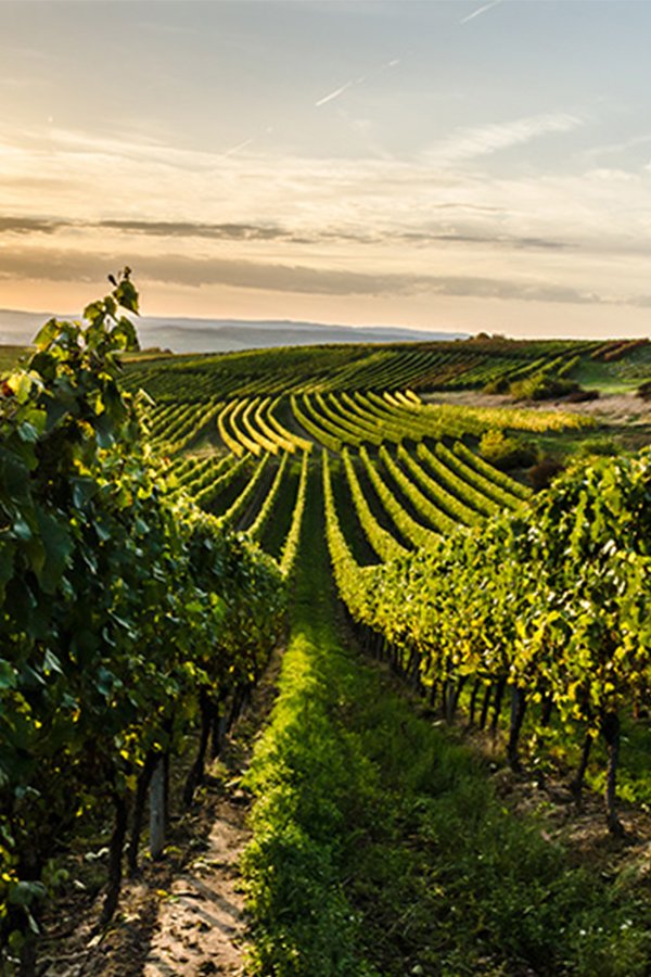 Vino, cata de vino, empresa, olor, sabor, vino blanco, vino tinto, Rioja, Ribera del Duero, Priorat, Verdejo, Albariño, Tempranillo, Garnacha, Cabernet Sauvignon, Merlot, Syrah, Albariño, Albillo,Bastard Negre, Bobal, Cabernet Franc, Cabernet Sauvignon, privado, exclusivo, para todos, mundo del vino